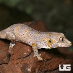 ug_baby_blotched_gargoyle_gecko_3.jpg