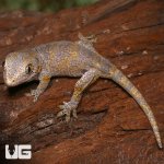 ug_baby_blotched_gargoyle_gecko_2.jpg