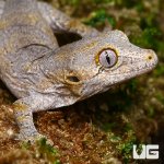 ug_baby_blotched_gargoyle_gecko_1.jpg