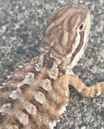 IMG_8747.jpeg