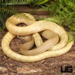 ug_Blonde_Phase_Chinese_Ratsnake_3.jpg
