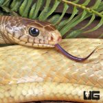 ug_Blonde_Phase_Chinese_Ratsnake_1.jpg