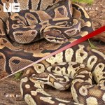 ug_Adult_Female_DH_Albino_Pied_Adult_Male_Pastel_Fire_Het_Pied_PAIR _4.jpg