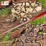 ug_Adult_Female_DH_Albino_Pied_Adult_Male_Pastel_Fire_Het_Pied_PAIR _3.jpg