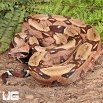 ug_Guyana_Redtail_Boa_3.jpg