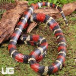 ug_Adult_Stuarts_Milksnake_1.jpg