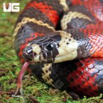ug_Adult_Stuarts_Milksnake_2.jpg
