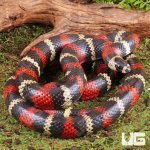 ug_Adult_Stuarts_Milksnake_3.jpg