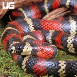 ug_Adult_Stuarts_Milksnake_4.jpg