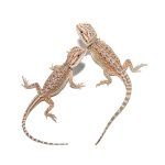 ug_baby_dunner_bearded_dragon_1.jpg