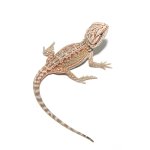 ug_baby_dunner_bearded_dragon_2.jpg