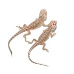 ug_baby_dunner_bearded_dragon_4.jpg
