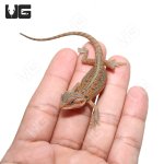 ug_HITL_Bearded_Dragon_4.jpg