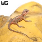ug_HITL_Bearded_Dragon_3.jpg