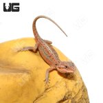 ug_HITL_Bearded_Dragon_2.jpg
