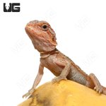 ug_HITL_Bearded_Dragon_1.jpg