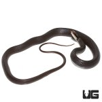 ug_black_racer_2.jpg