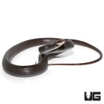 ug_black_racer_3.jpg