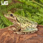 ug_Cuban_Tree_Frog_4.jpg