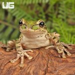 ug_Cuban_Tree_Frog_3.jpg