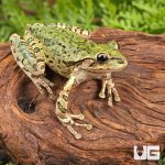 ug_Cuban_Tree_Frog_2.jpg
