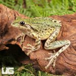 ug_Cuban_Tree_Frog_1.jpg