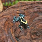 ug_Green_Sipaliwini_Dart_Frog_2.jpg