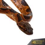 ee_banded_cat_eye_snake_1.jpg