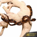 ee_banded_cat_eye_snake_2.jpg