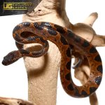 ee_banded_cat_eye_snake_3.jpg