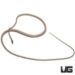 ug_daudins_vine_snake_4.jpg