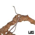 ug_daudins_vine_snake_3.jpg