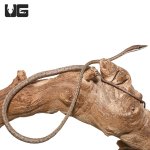 ug_daudins_vine_snake_2.jpg
