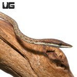ug_daudins_vine_snake_1.jpg