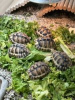 IMG_2608 Small.jpeg