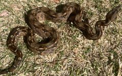 IMG_5960.jpeg