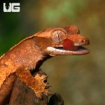 ug_baby_premium_crested_gecko_4.jpg