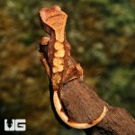 ug_baby_premium_crested_gecko_3.jpg