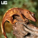 ug_baby_premium_crested_gecko_2.jpg