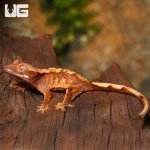 ug_baby_premium_crested_gecko_1.jpg
