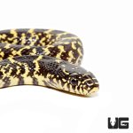 ug_baby_desert_kingsnake_1.jpg