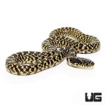 ug_baby_desert_kingsnake_2.jpg