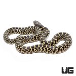 ug_baby_desert_kingsnake_4.jpg