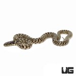 ug_baby_desert_kingsnake_3.jpg