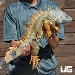 ug_5_6_Ft_Iguana_1_3.jpg