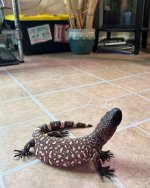 IMG_3435.jpeg