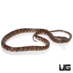ug_cloudy_snail_eater_4.jpg