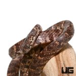ug_cloudy_snail_eater_1.jpg