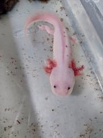leucistic.jpg