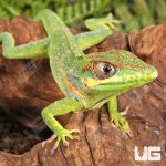 ug_Baby_Cuban_Knight_Anole_4.jpg